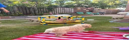 Goldendoodle honden te koop: Knappe Goldendoodles Pups  - Advertentie 3