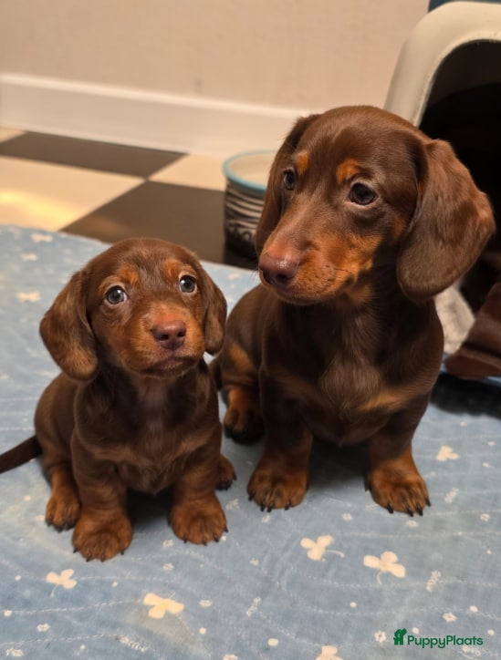 Teckel (korthaar)  honden Dwerg teckel pups - Advertentie 1