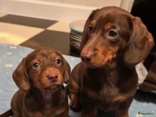 Teckel (korthaar) honden Dwerg teckel pups - Advertentie 2