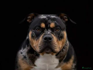 Amerikaanse Bully honden American Bully pocket - Advertentie 1