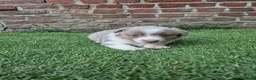 Kruising honden te koop: Knappe lilac border collies - Advertentie 5