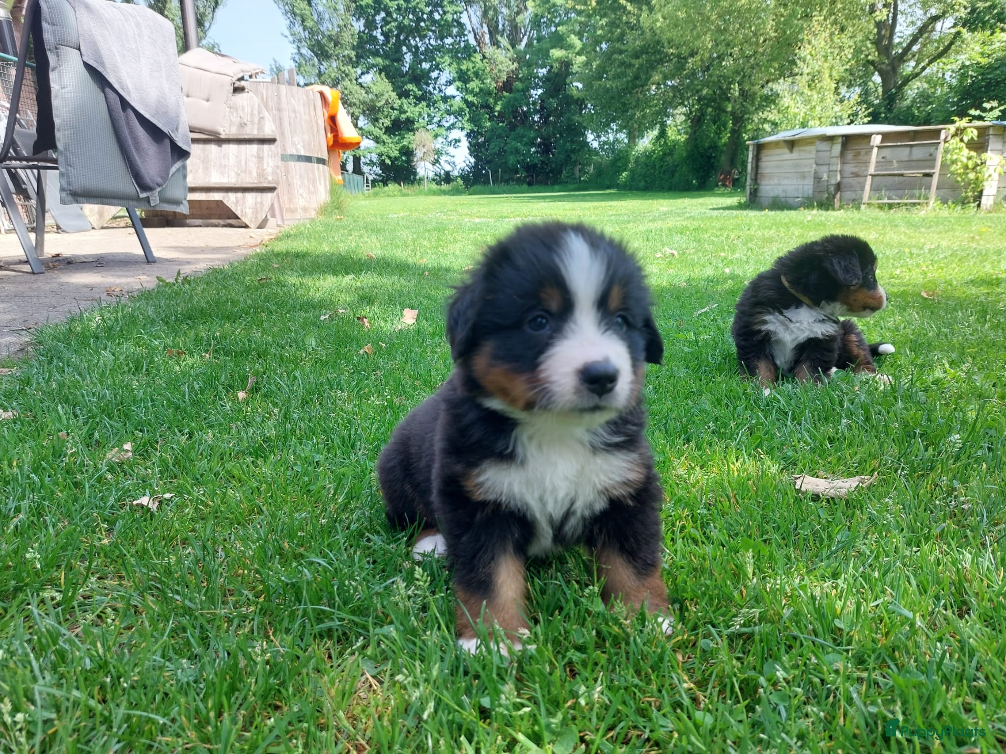 Berner Sennenhond honden Berner sennen pups met stamboom - Advertentie 2