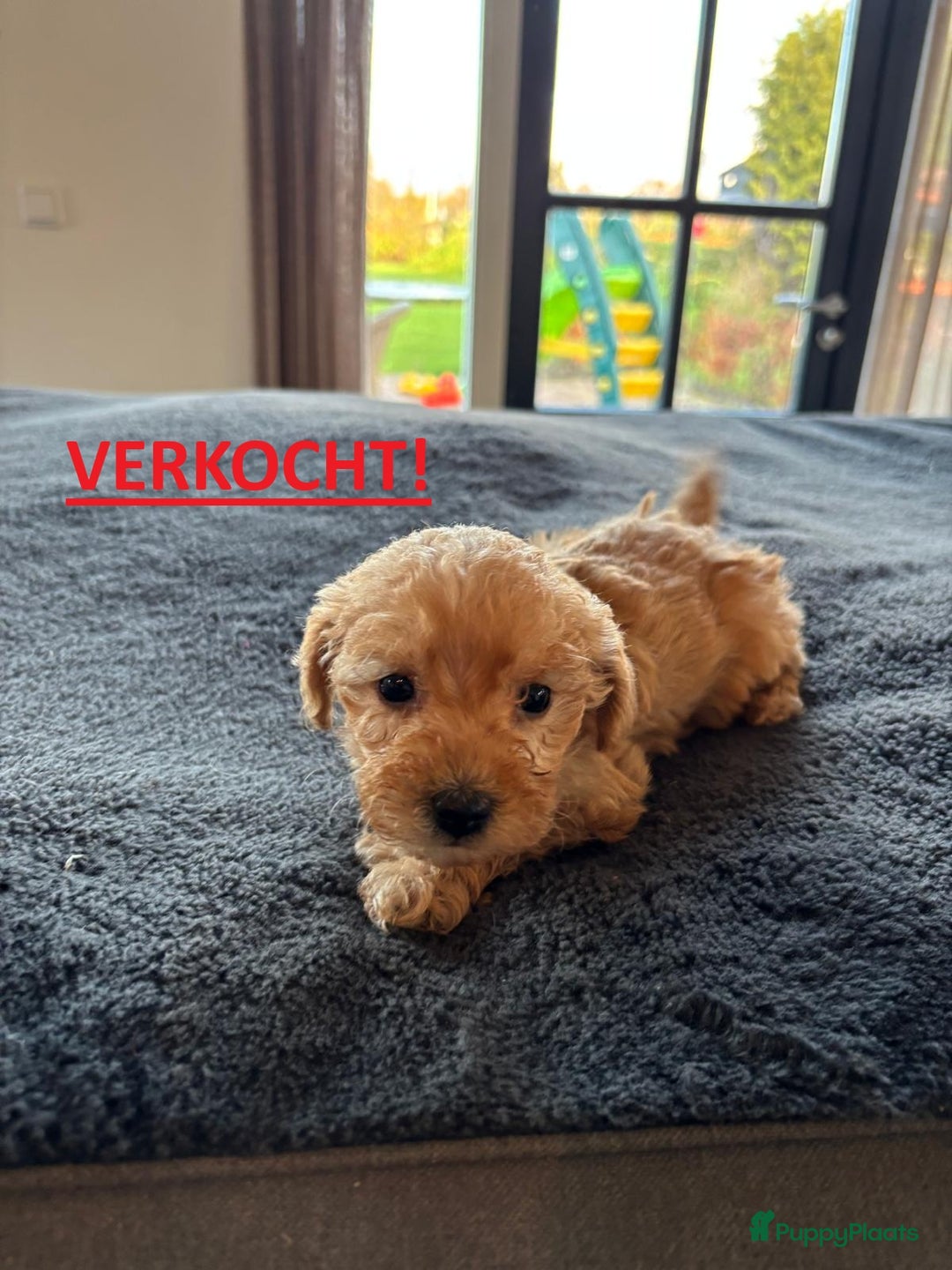 Kruising honden te koop: Mini Labradoodle F3 - Advertentie 13