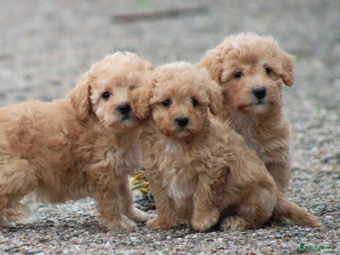Maltipoo honden te koop: Maltipoo pups - Advertentie 10