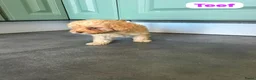 Maltipoo honden te koop: Maltipoo pups - Advertentie 4