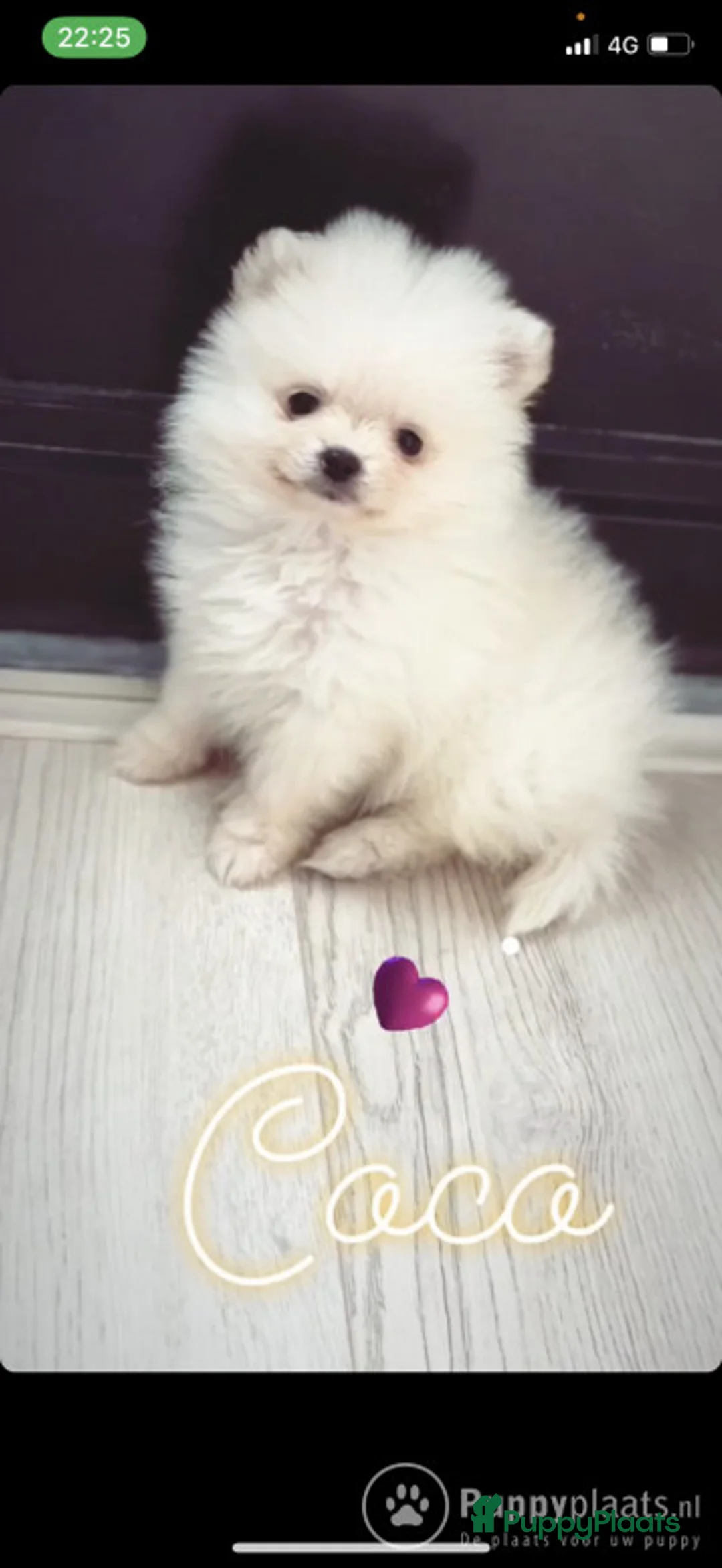 Pomeriaan honden ter dekking: Dekreu Pomeranian Stamboom aangeboden in Voorburg - Advertentie 3