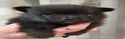 Pomeriaan honden te koop: Pomeranian zwart teefje - Advertentie 2