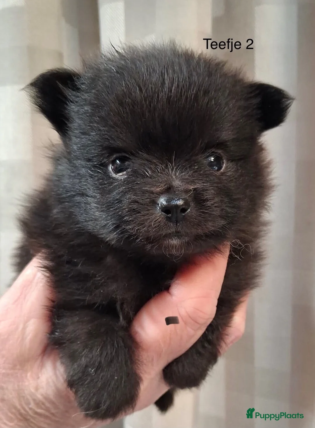 Pomeriaan honden te koop: Pomeranian zwart teefje - Advertentie 2