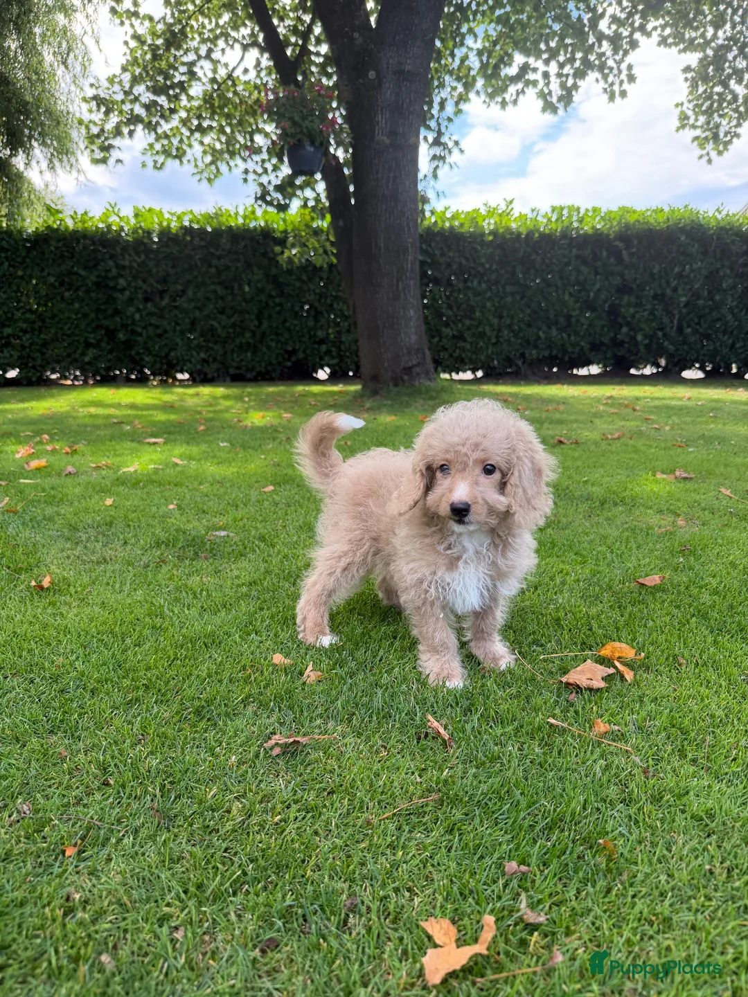 Labradoodle honden te koop: Mini Doodle (Labradoodle x Poedel) pups - Advertentie 18