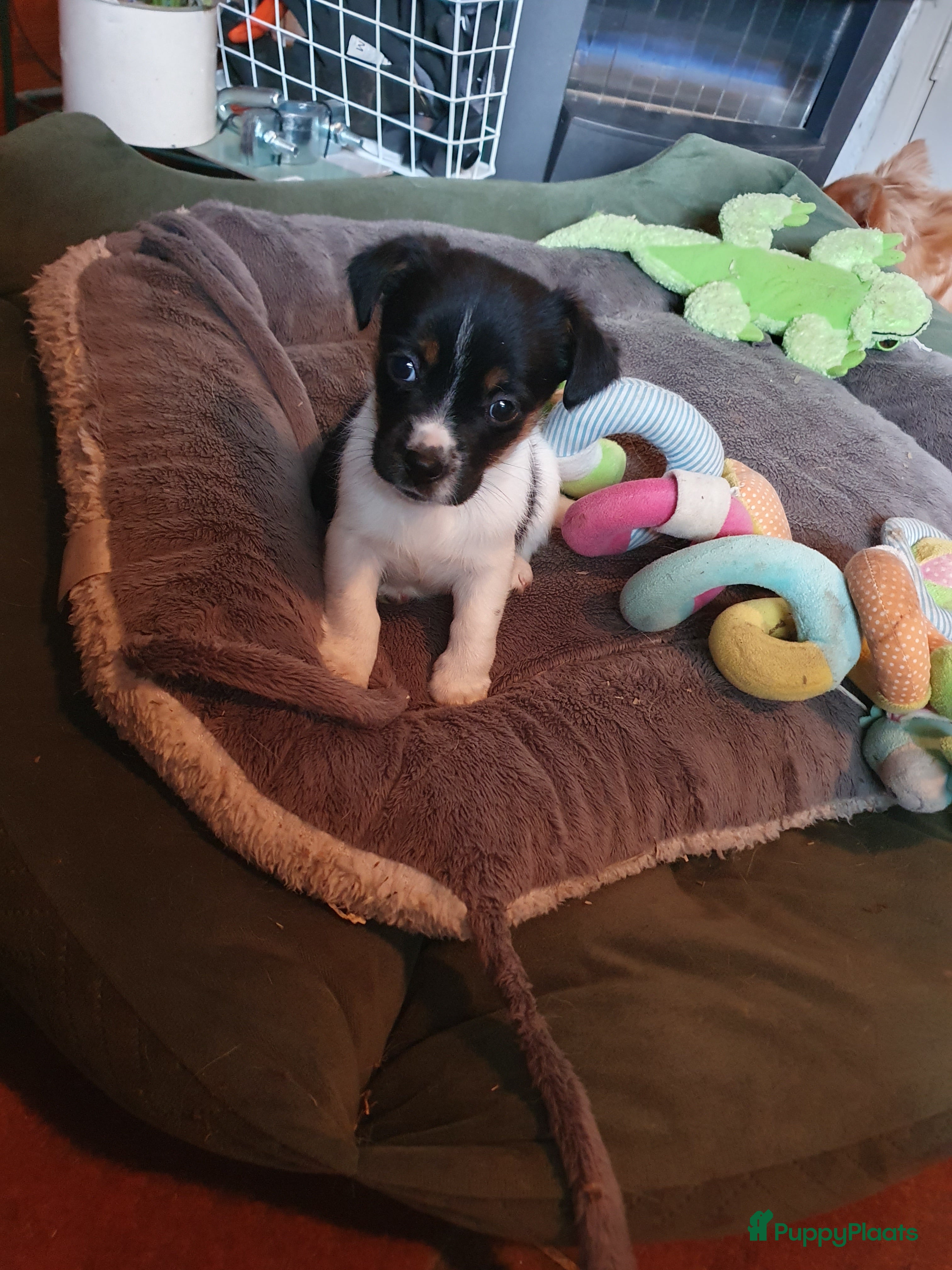 Jack Russel Terriër honden Mooie RASZUIVER JACK RUSSELL PUPPIES   GEZOND - Advertentie 1