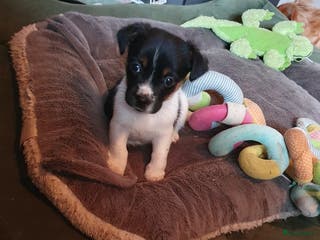 Jack Russel Terriër honden Mooie RASZUIVER JACK RUSSELL PUPPIES GEZOND - Advertentie 5