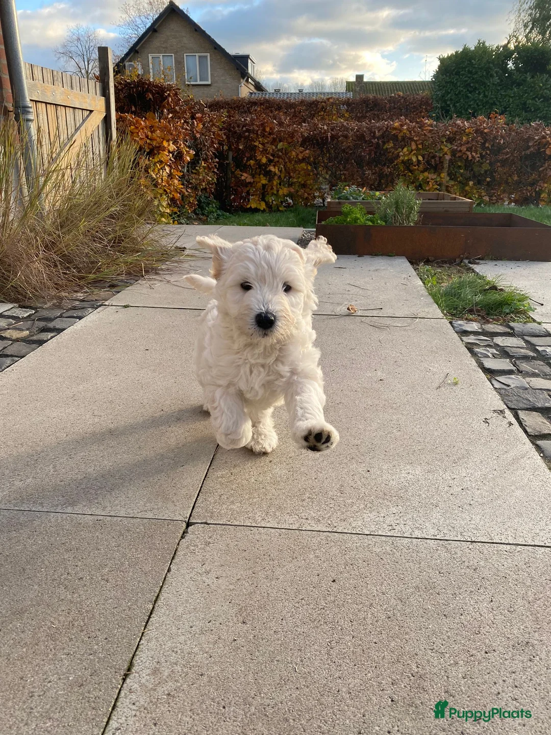 Labradoodle honden te koop: Schattige labradoodles medium/ 17 april ophalen  - Advertentie 1