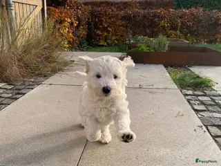 Labradoodle honden Schattige labradoodles medium/ 17 april ophalen - Advertentie 11