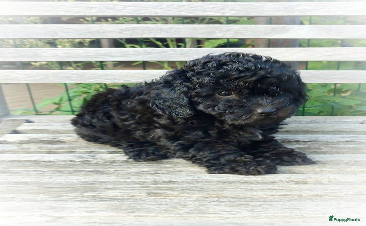 Poedel Toy honden - Advertentie 1