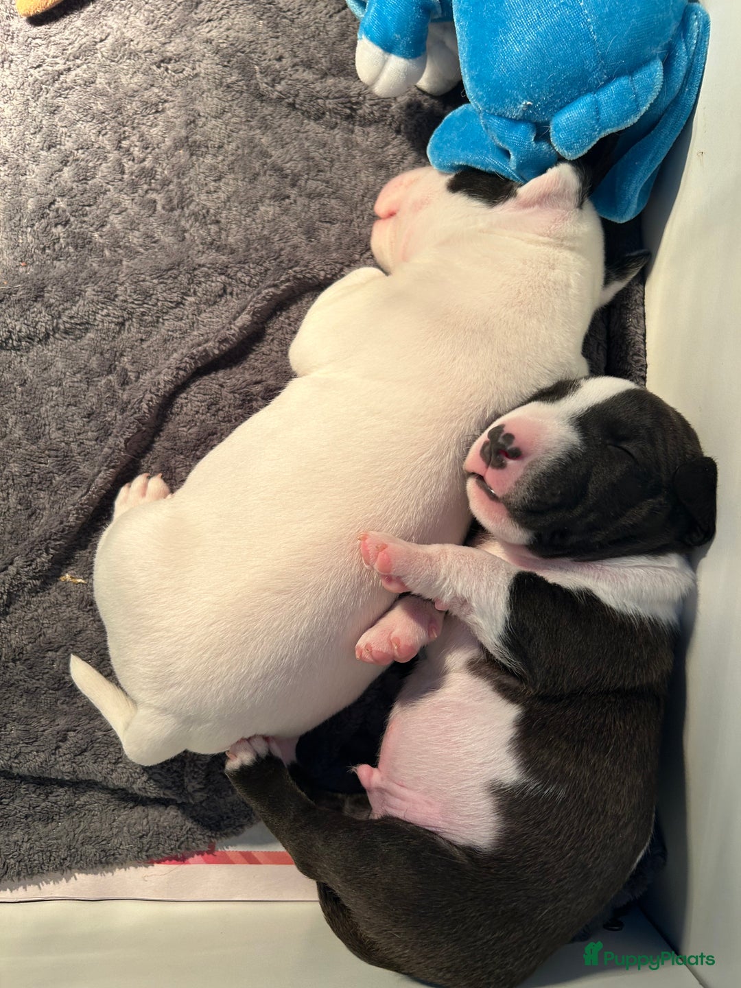 Bull Terriër honden te koop: Mini bull terriër met stamboom raad van beheer  - Advertentie 2