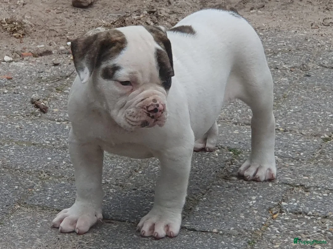 Amerikaanse Bulldog honden te koop: 2 prachtige reutjes uit mooie combinatie - Advertentie 2