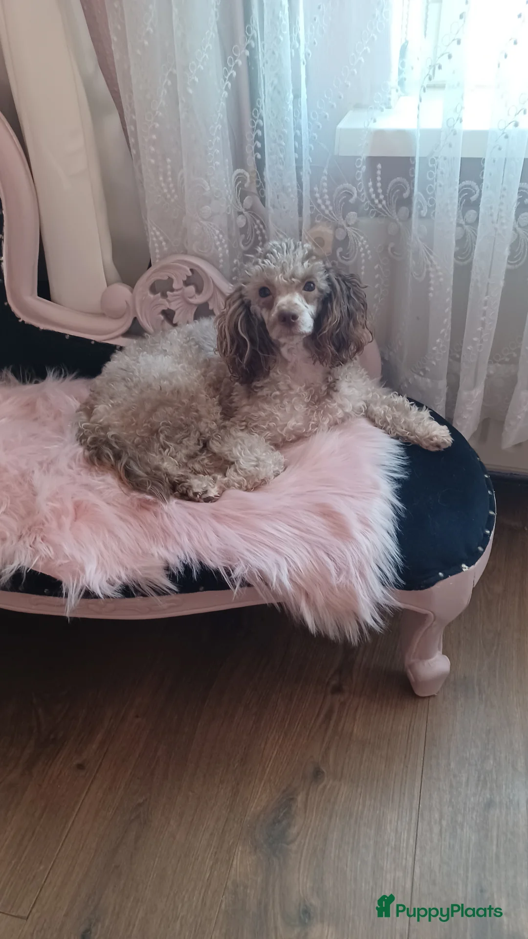 Dwergpoedel honden te koop: Dwergpoedel choco merle teef - Advertentie 2