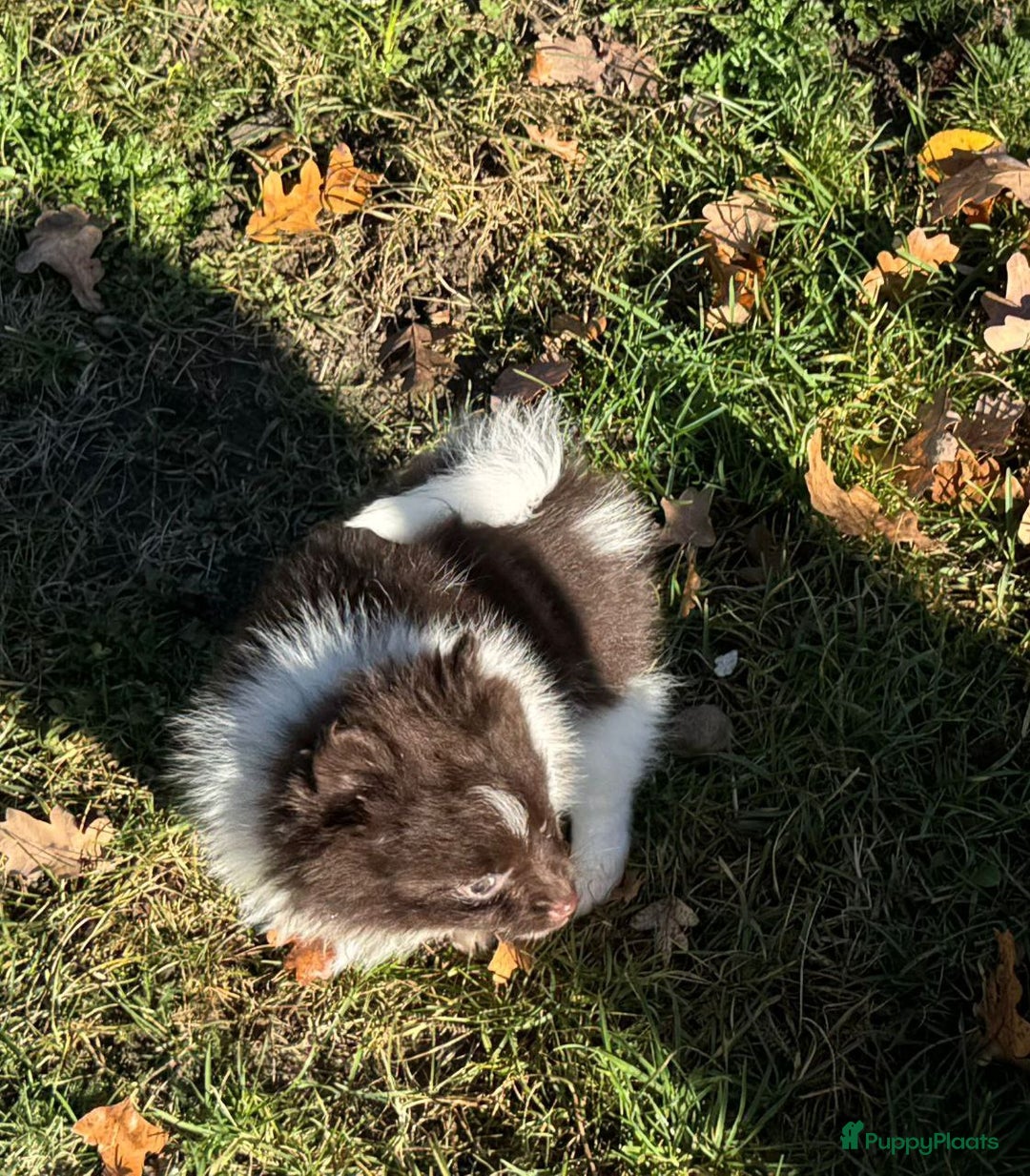 Pomeriaan honden te koop: 7 weken oude spitz puppy - Advertentie 10