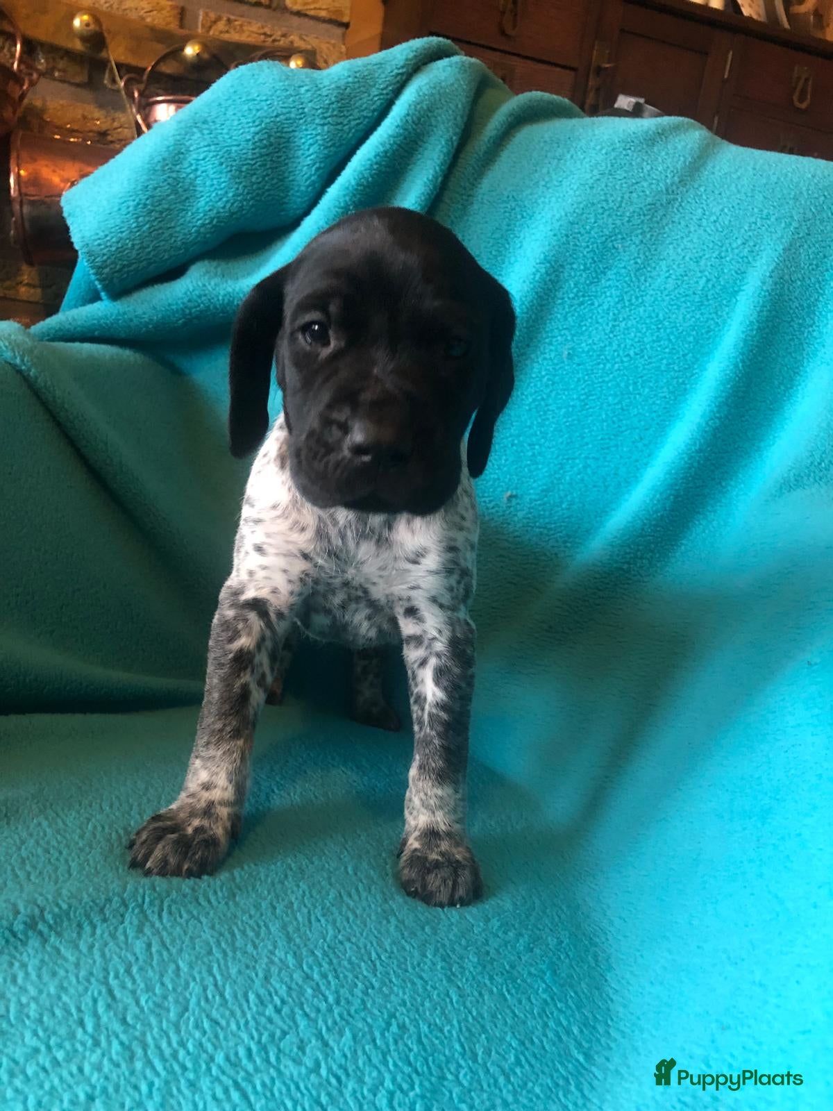 Duitse Staande Hond Korthaar honden Duitse staande korthaar pups - Advertentie 2