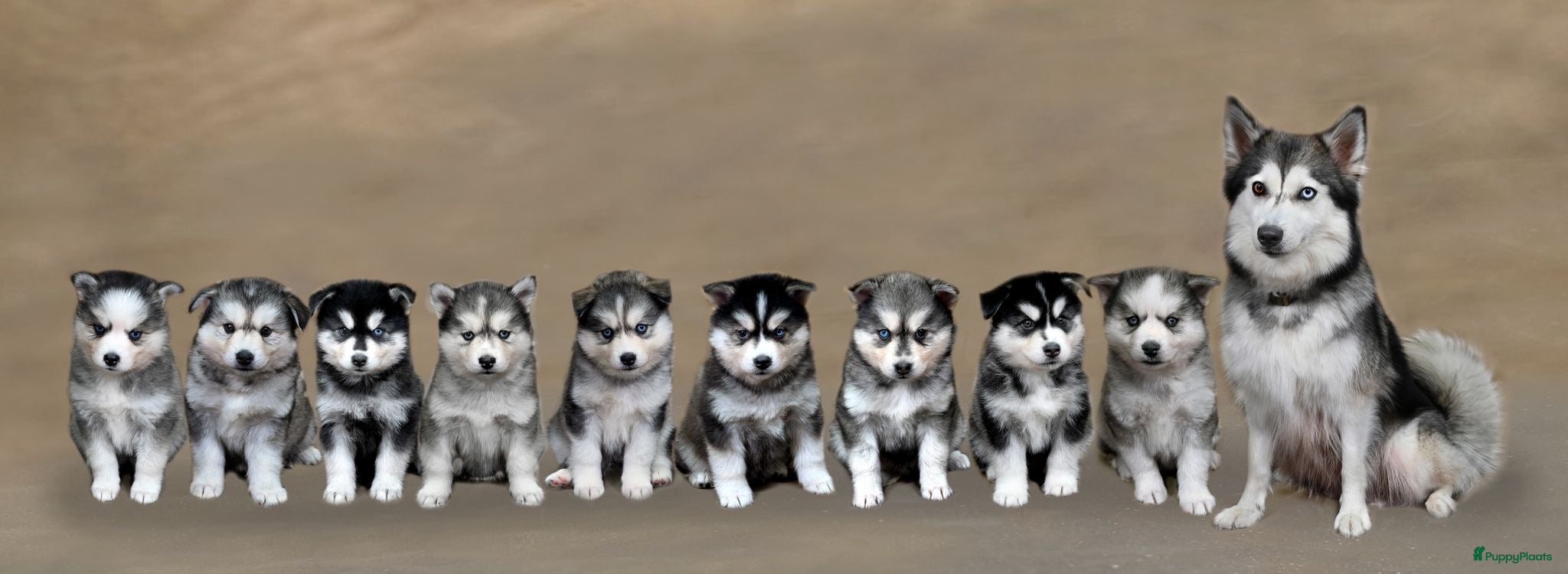Pomsky honden te koop: Pomsky  - Advertentie 2