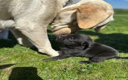 Labrador Retriever honden te koop: Te koop prachtige labrador x mechelse Herder pups - Afbeelding 1