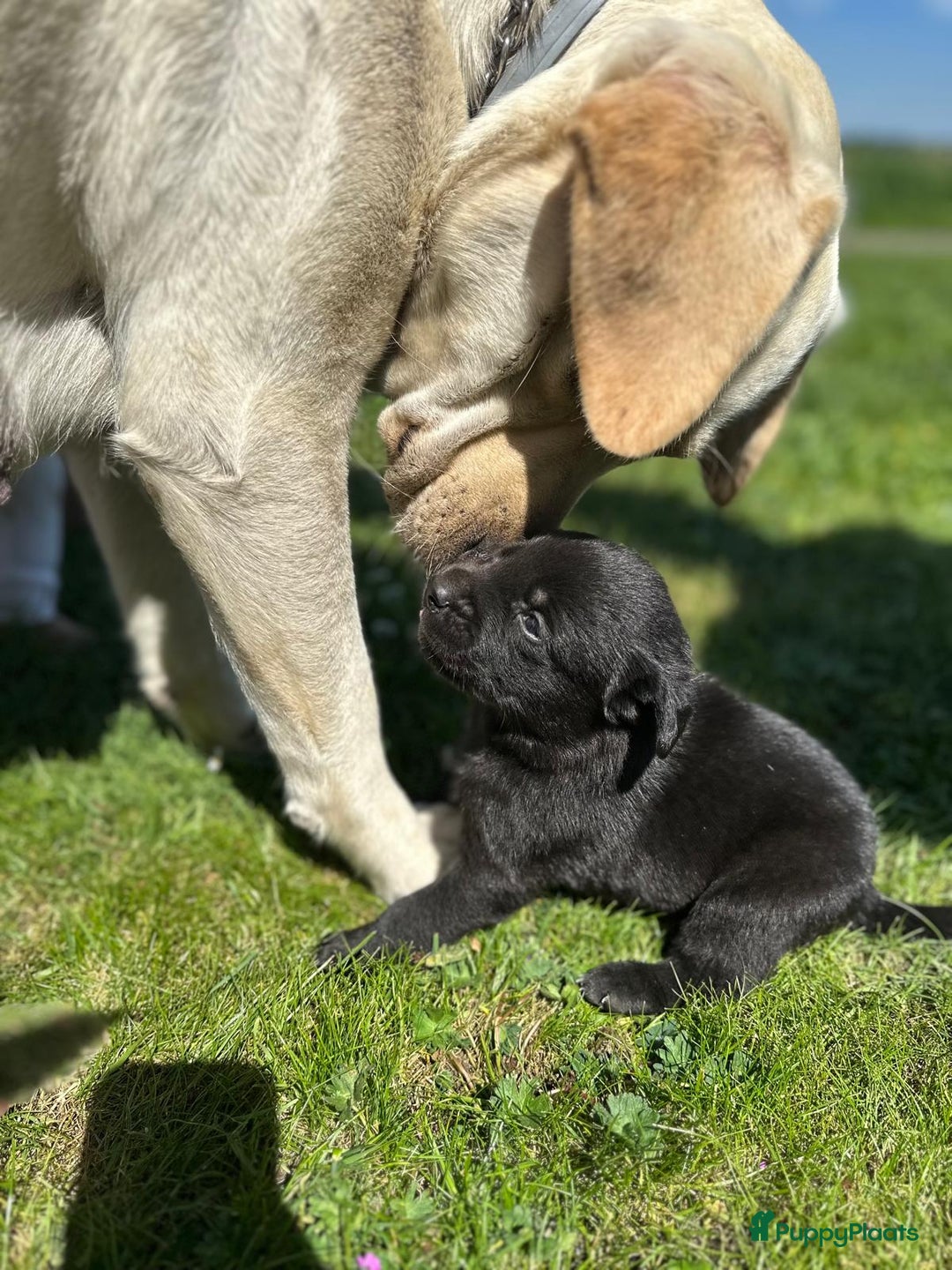 Labrador Retriever honden te koop: Te koop prachtige labrador x mechelse Herder pups - Afbeelding 1