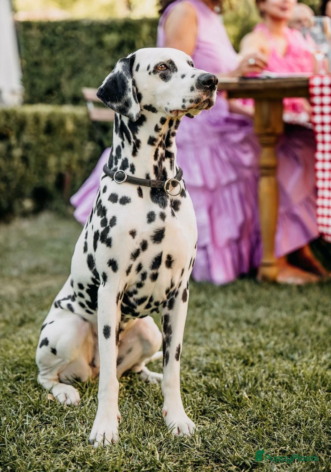 Dalmatiër honden Aankondiging nestje Dalmatiërs  - Advertentie 1