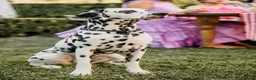 Dalmatiër honden te koop: Aankondiging nestje Dalmatiërs  - Advertentie 1