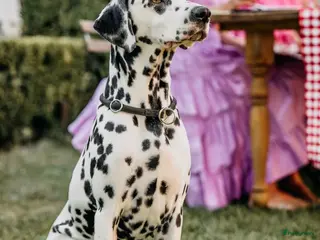 Dalmatiër honden Aankondiging nestje Dalmatiërs - Advertentie 1