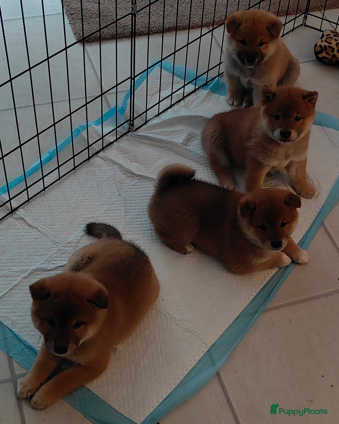 Shiba honden te koop: Shiba Inu pups met FCI stamboom - Advertentie 6