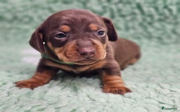 Teckel (korthaar)  honden te koop: De allermooiste dwergteckel pupjes!! - Afbeelding 14