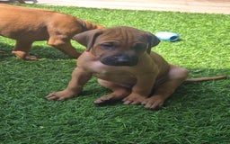Rhodesian Ridgeback honden te koop: Rhodesian Ridgeback pups in Bentveld - Afbeelding 6