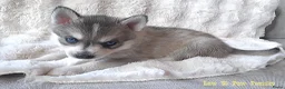 Pomsky honden te koop: Pomsky puppy’s F4+, 100% Amerikaanse bloedlijn - Advertentie 4