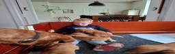 Labrador Retriever honden te koop: Red fox labrador pups - Advertentie 10