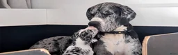 Duitse Dog honden te koop: Duitse Doggen pups in Koewacht - Advertentie 1