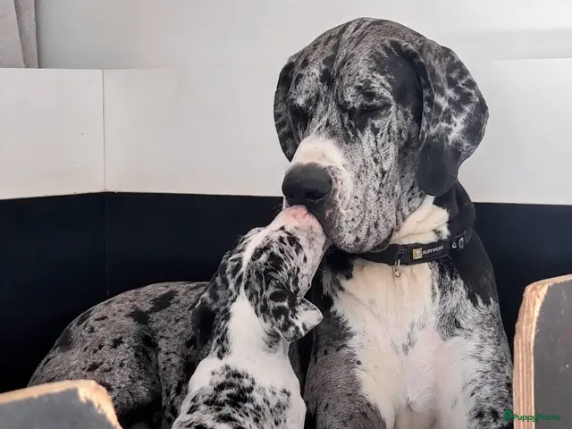 Duitse Dog honden te koop: Duitse Doggen pups - Advertentie 1
