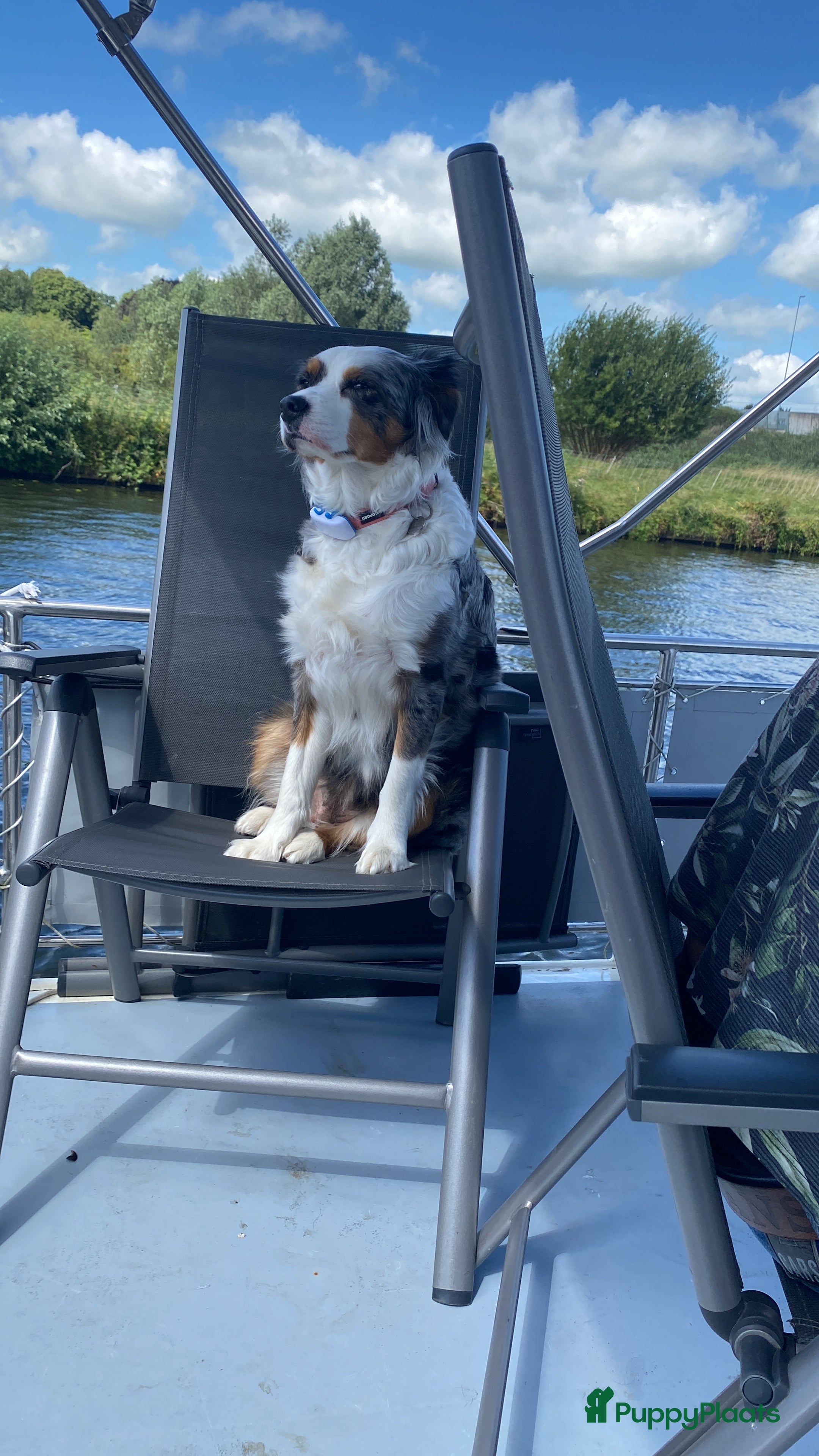 Kruising honden Mooie pups mix aussie/kooiker - Advertentie 1