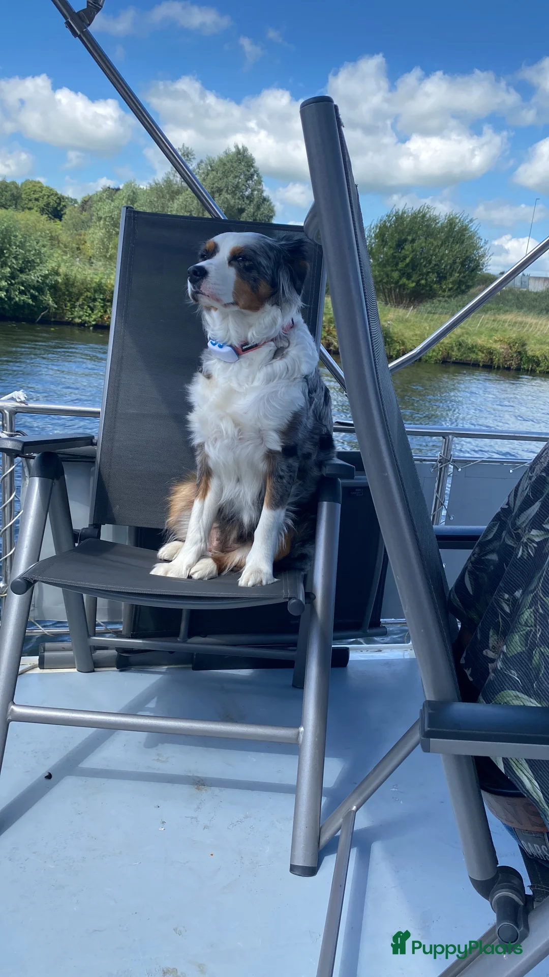 Kruising honden te koop: Mooie pups mix aussie/kooiker - Advertentie 1