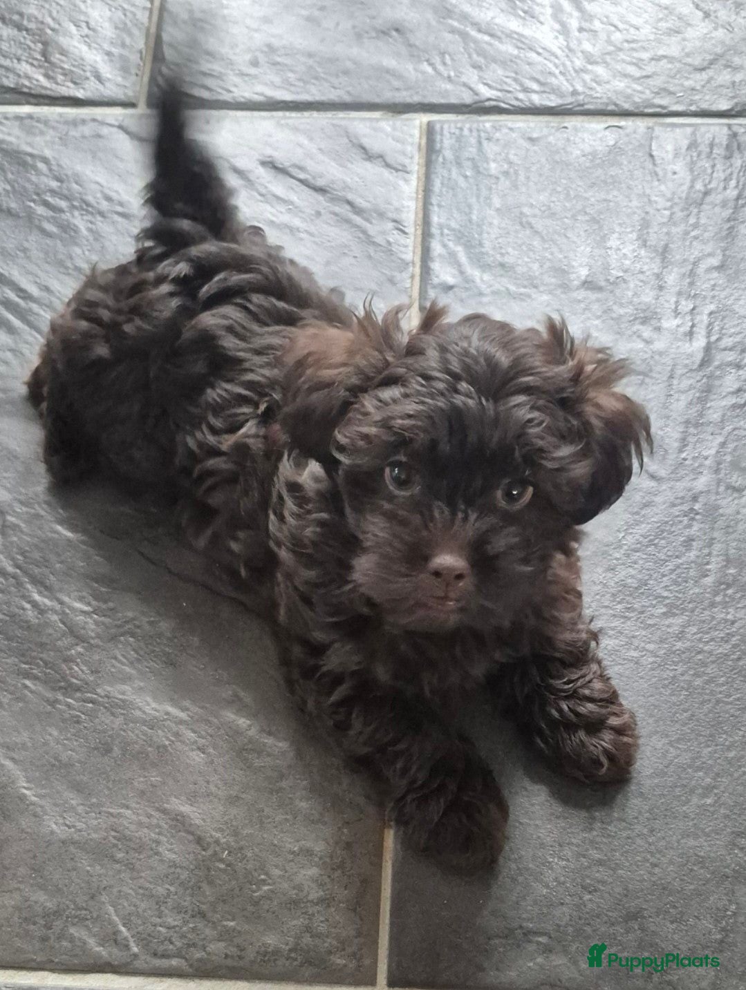 Kruising honden Lieve mini boompoo 🩵 9 weken - Advertentie 6