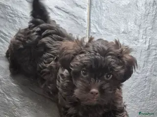 Kruising honden Lieve mini boompoo 🩵 9 weken - Advertentie 6