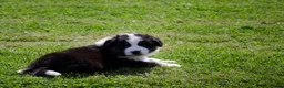 Australian Shepherd honden te koop: Australische herder pups geboren op boerderij (BE) - Advertentie 20