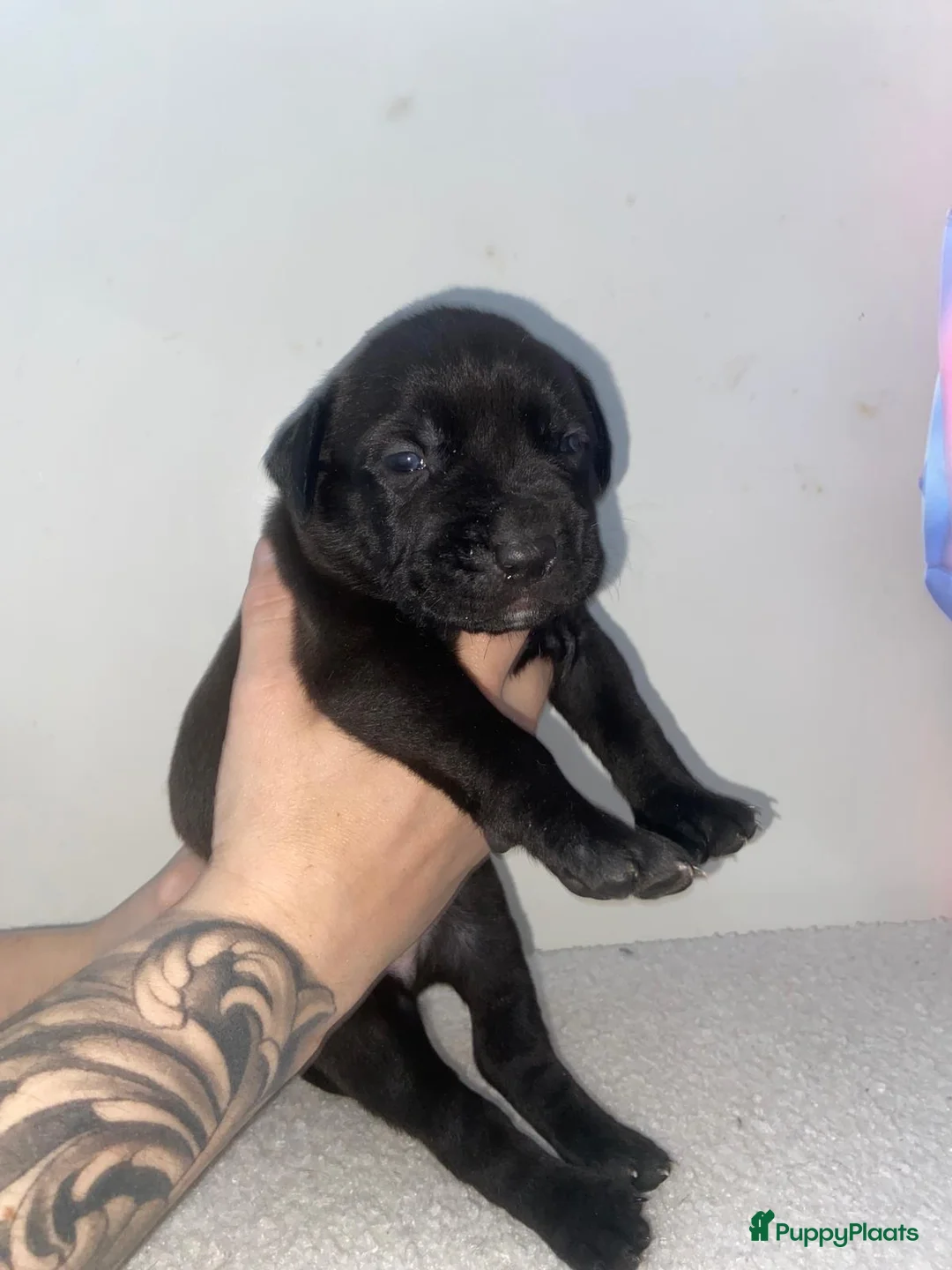 Kruising honden te koop: Bully xl pups  - Advertentie 3