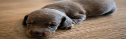 Teckel (korthaar)  honden te koop: Sweet Miniature Dachshund Puppies ❤️ - Advertentie 14