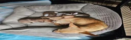 Chihuahua honden te koop: Raszuivere Chihuahua pups reutjes - Advertentie 15
