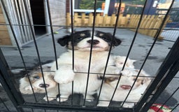 Australian Shepherd honden te koop: Mooie Australian shepherd pups in Bunschoten-Spakenburg - Afbeelding 1