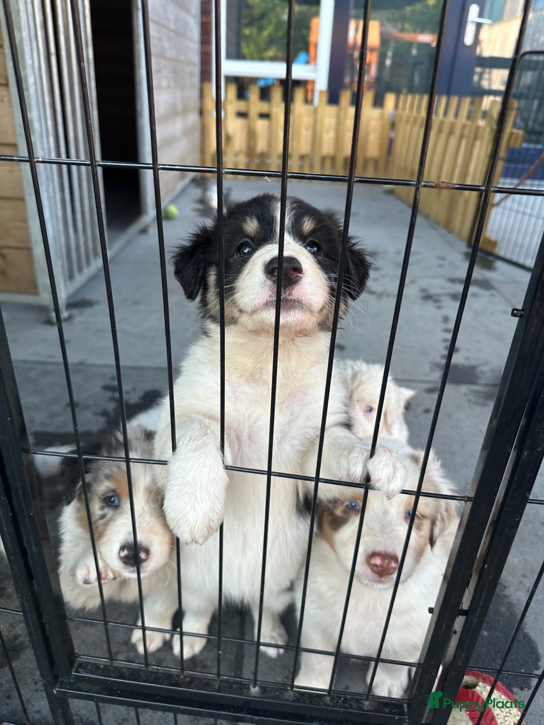 Australian Shepherd honden te koop: Mooie Australian shepherd pups in Bunschoten-Spakenburg - Afbeelding 1