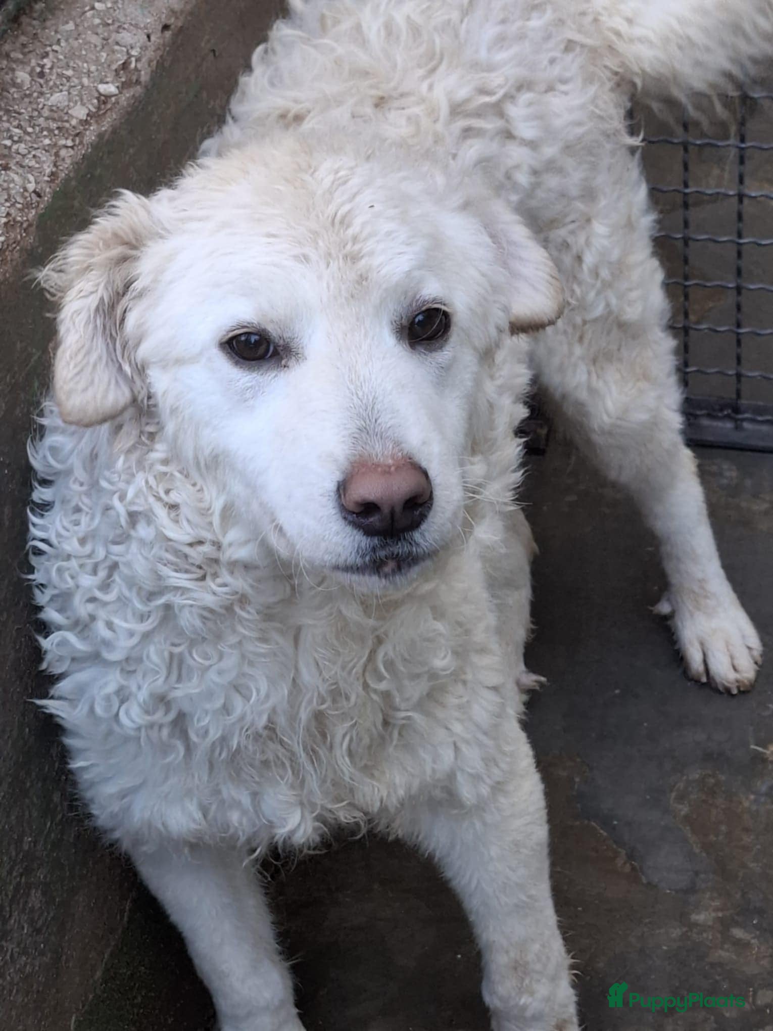 Kruising honden Samira lief italiaanse diva zoekt baasje - Advertentie 1