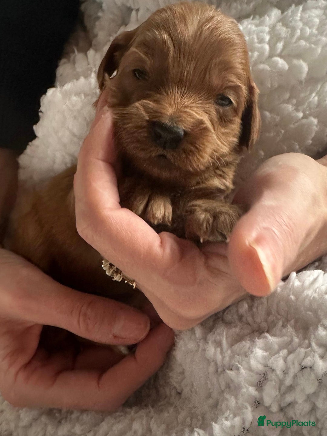 Labradoodle honden te koop: ✨ Liefdevol opgegroeide pups enkele te reserveren - Advertentie 7