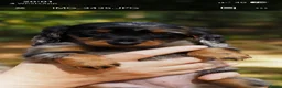 Teckel (langhaar) honden te koop: Teckel pups langhaar kleine dwerg - Advertentie 16