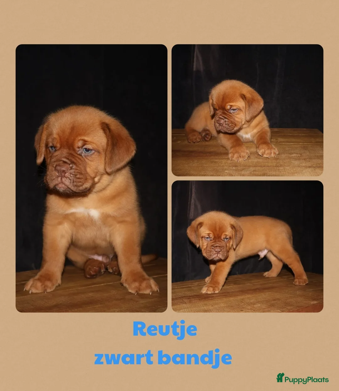 Bordeaux Dog honden te koop: Er zijn nog 2 reutjes en 1 teefje beschikbaar  - Advertentie 2